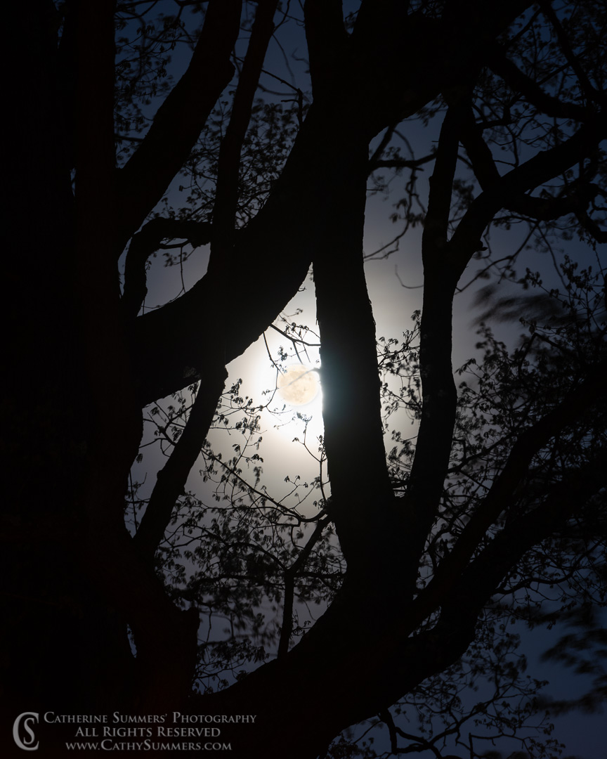 Hazy Full Moon and Bare Branches