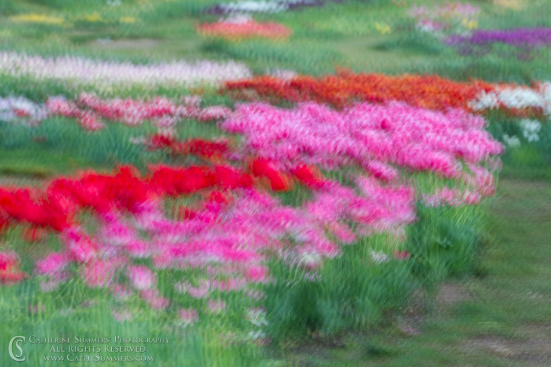 Tulips in the Wind - Handheld at 2 Seconds for an Impressionistic Effect