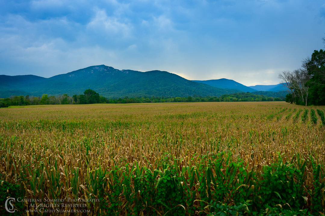 Madison County Cornfield and Old Rag as a Storm Approaches