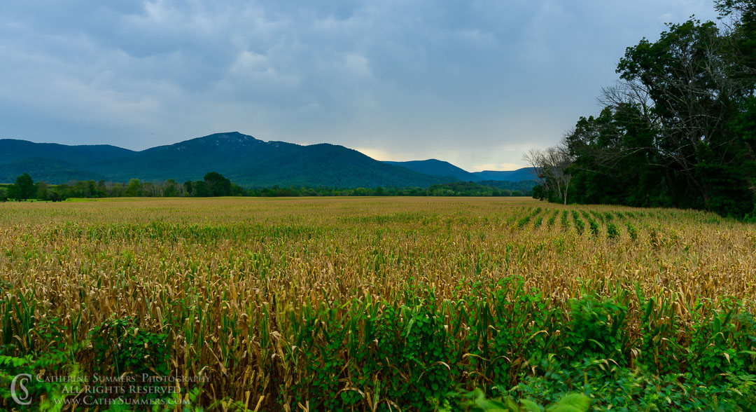 Madison County Cornfield and Old Rag as a Storm Approaches