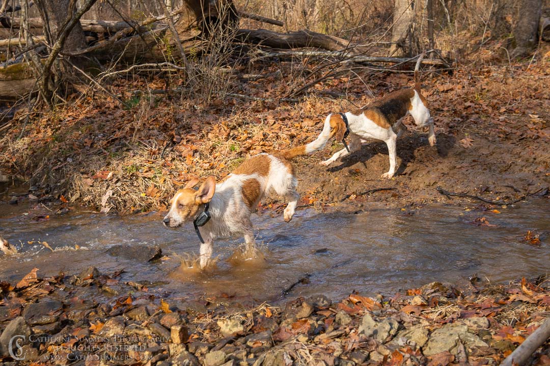 20191207_265: hounds, Rolling Rock