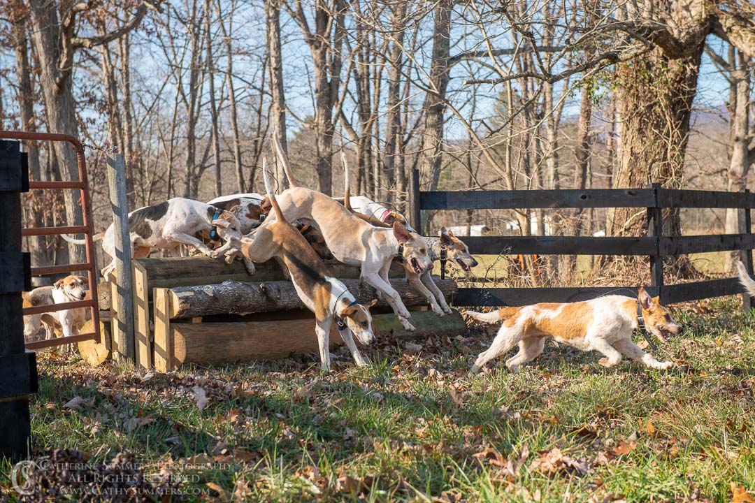 20191207_381: jumping, hounds, logs