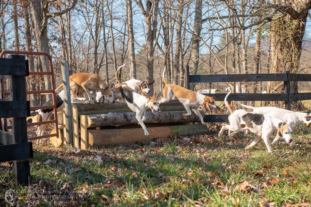 20191207_383: jumping, hounds, logs