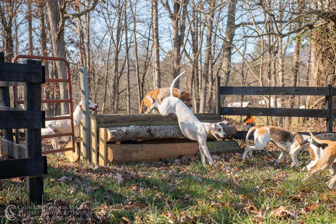 20191207_384: jumping, hounds, logs