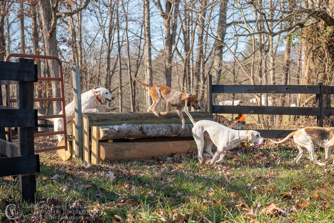 20191207_385: jumping, hounds, logs