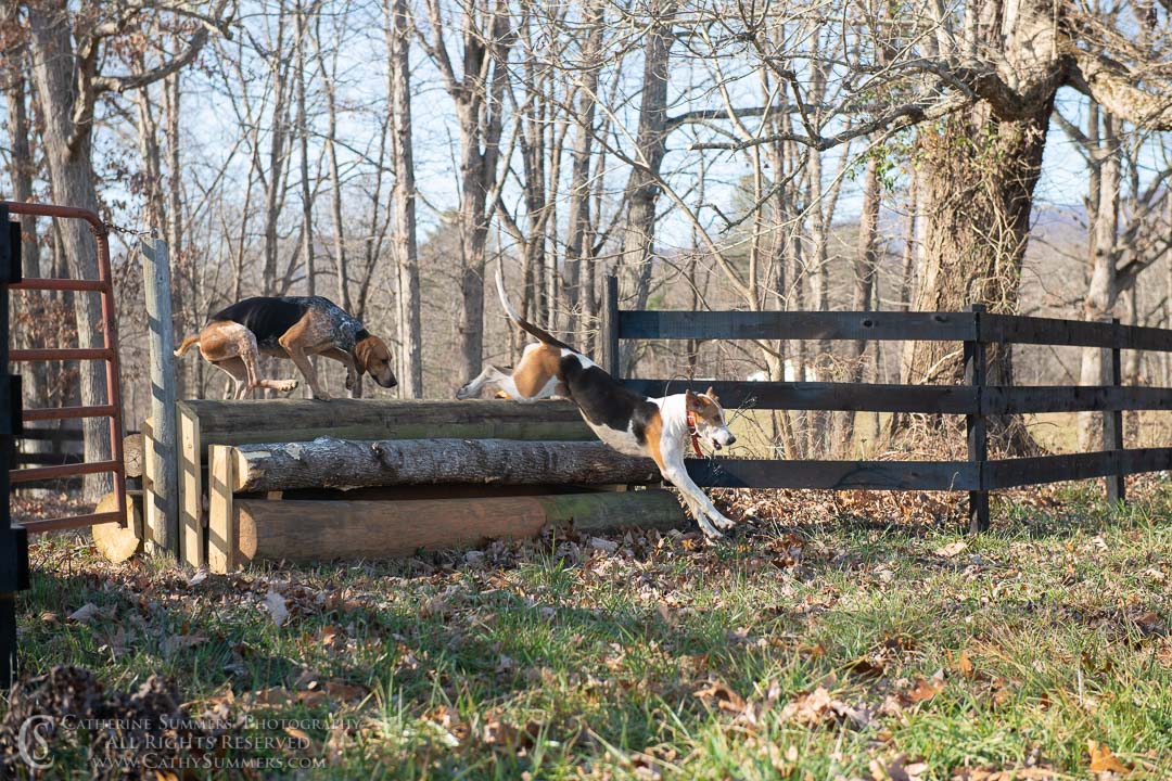 20191207_387: jumping, hounds, logs