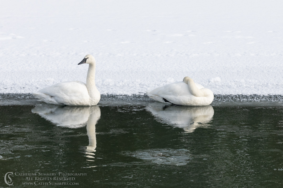Trumpeter Swans on the Yellowstone River