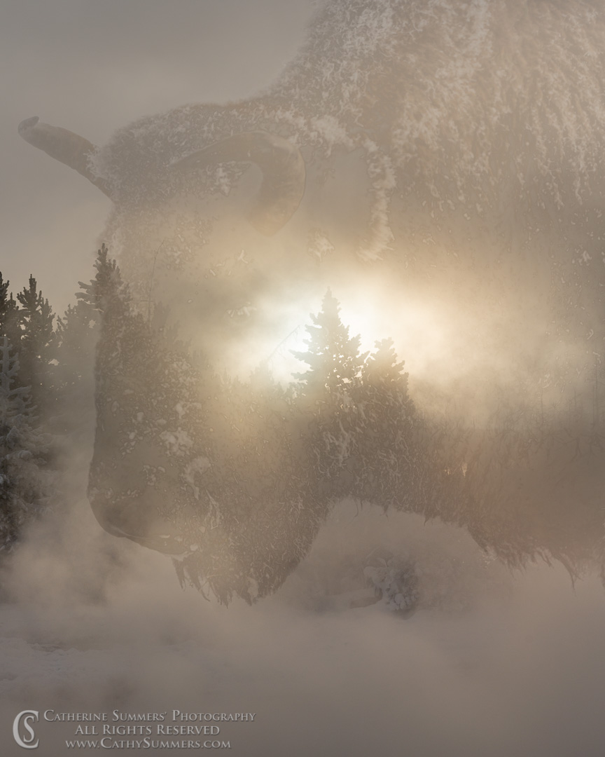 Sun Through the Steam and Pine Trees at Black Sand Basin / Bison Composite