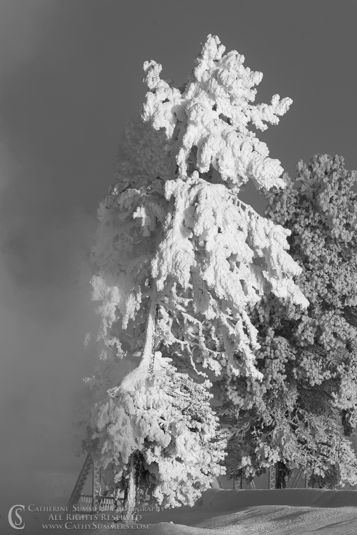 Rime Ice Covered Tree Emerges from the Steam on the Firehole River