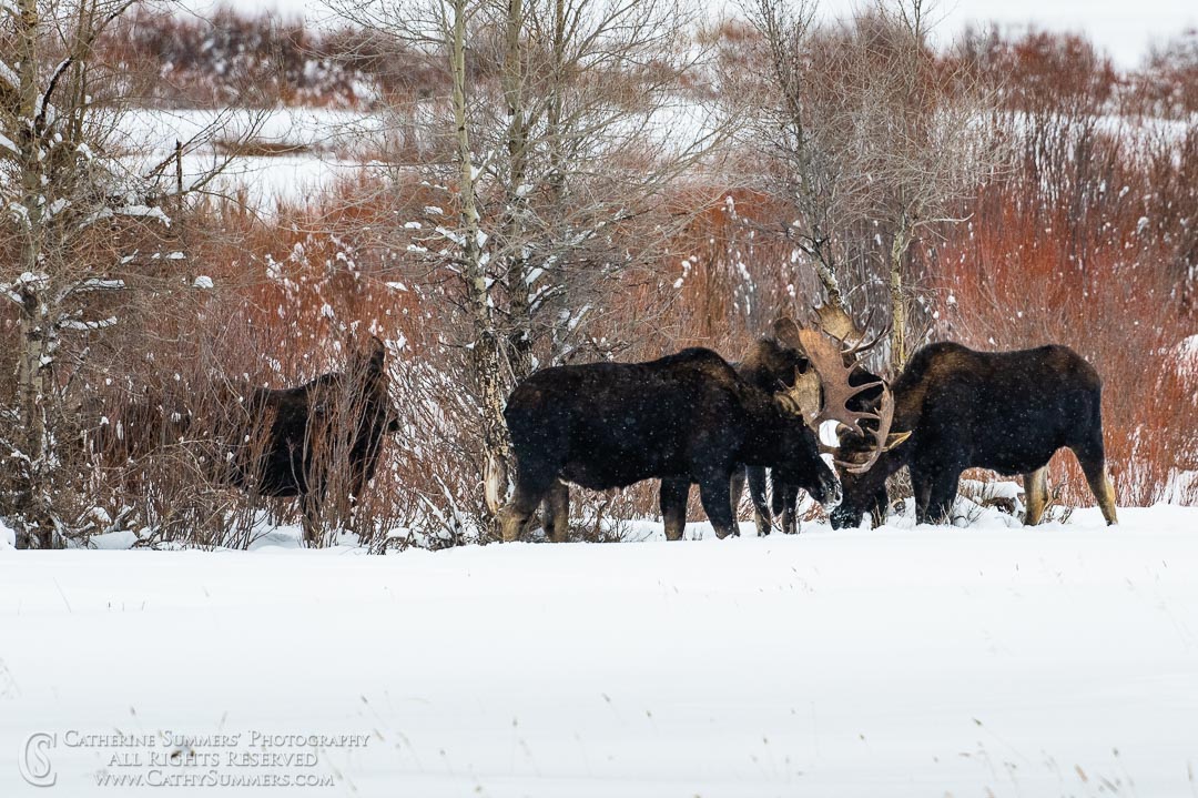 Bull Moose Lock Antlers  - Lamar Valley