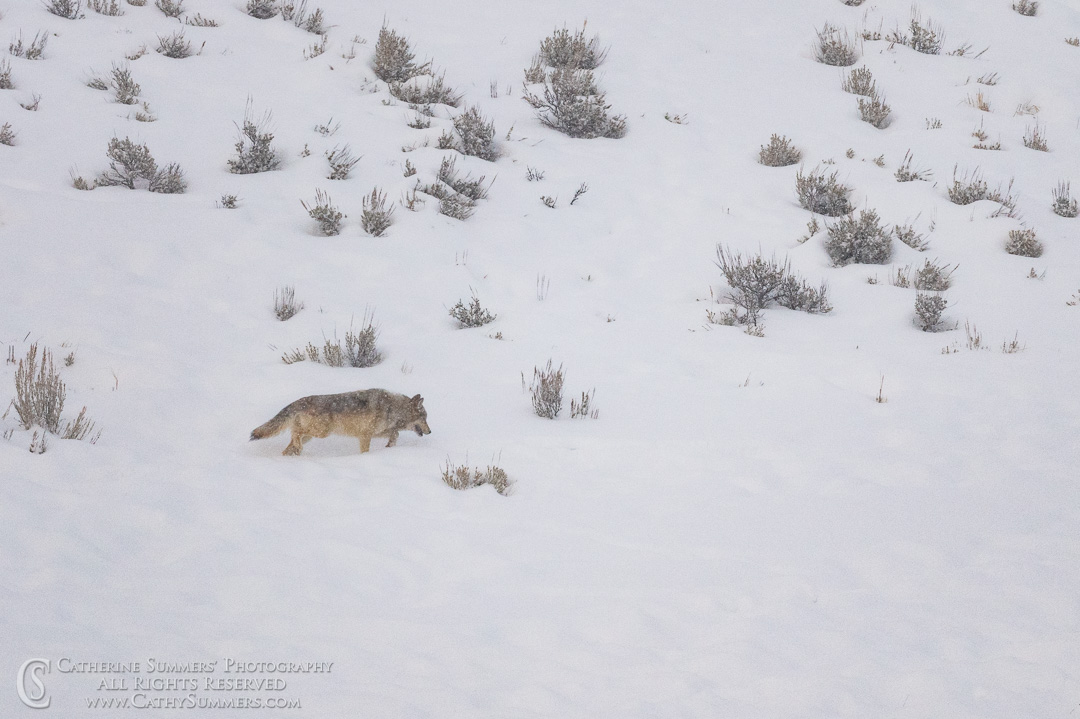 20200101_154: horizontal, winter, snow, Lamar Valley, wolf