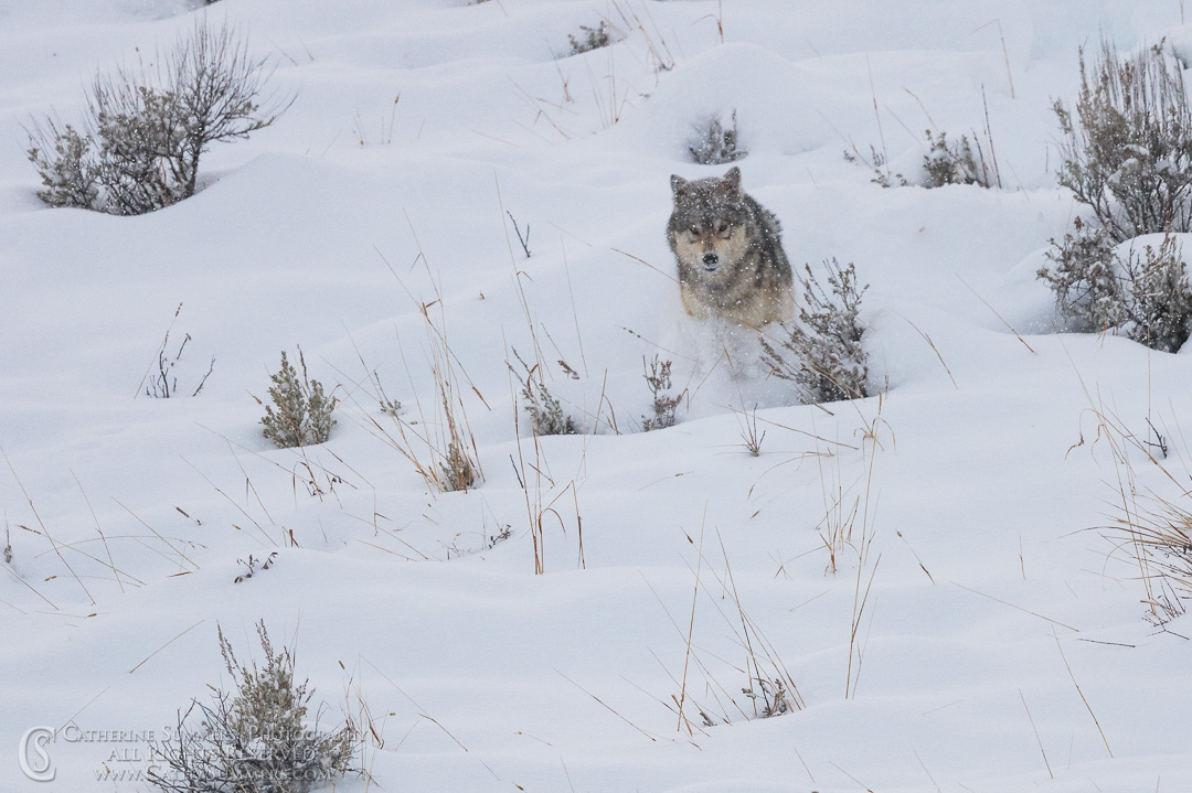 Timber Wolf Comes Down the Hill
