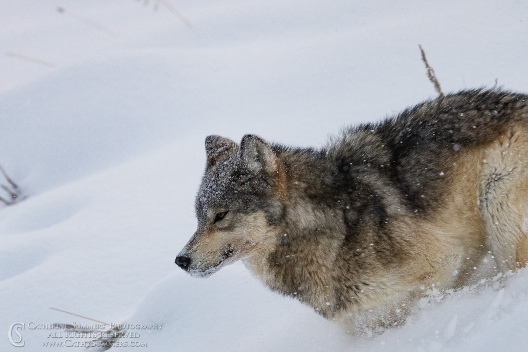 20200101_180: horizontal, winter, snow, Lamar Valley, wolf