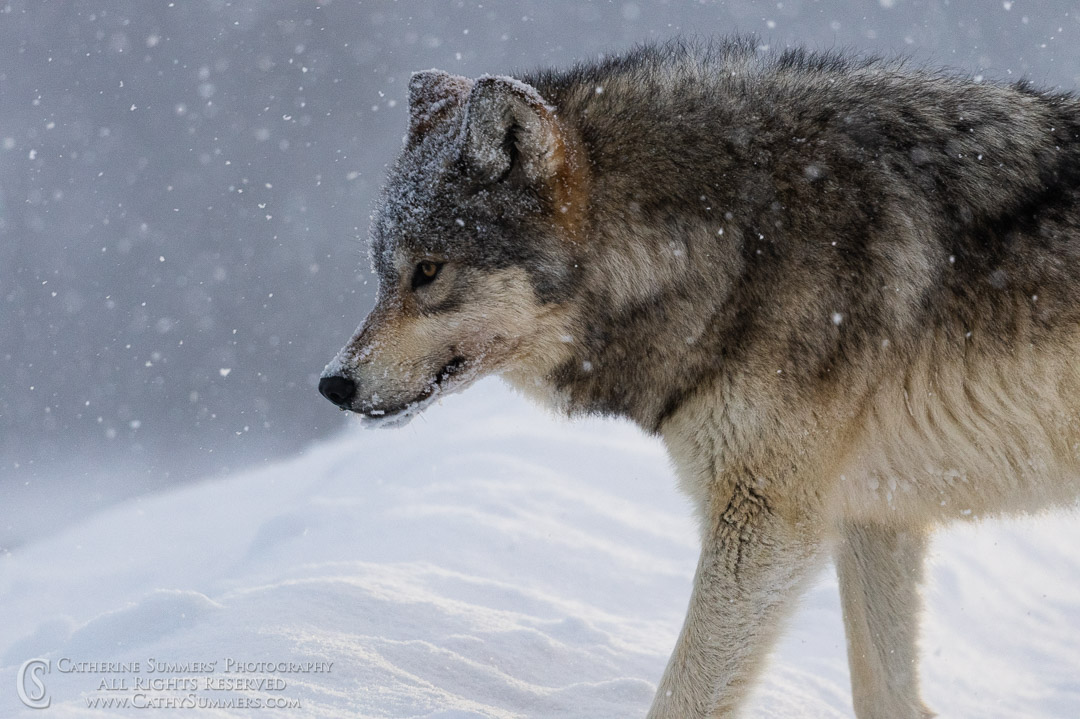 20200101_191: horizontal, winter, snow, Lamar Valley, wolf