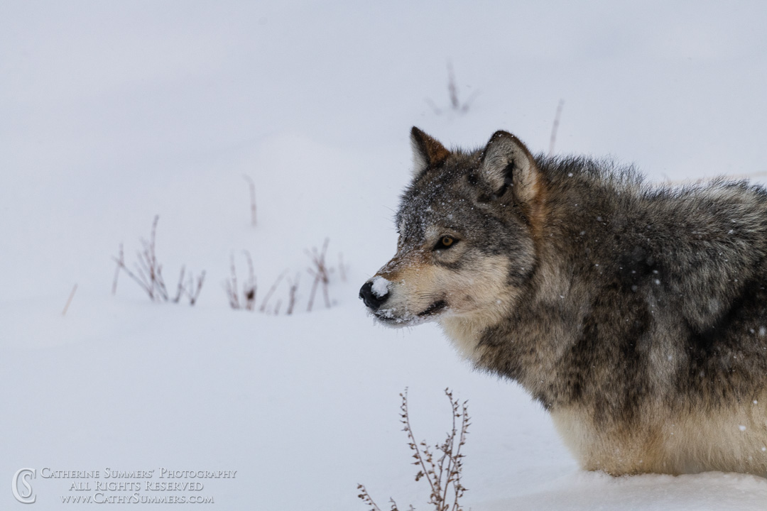 Timber Wolf on Road - Lamar Valley 