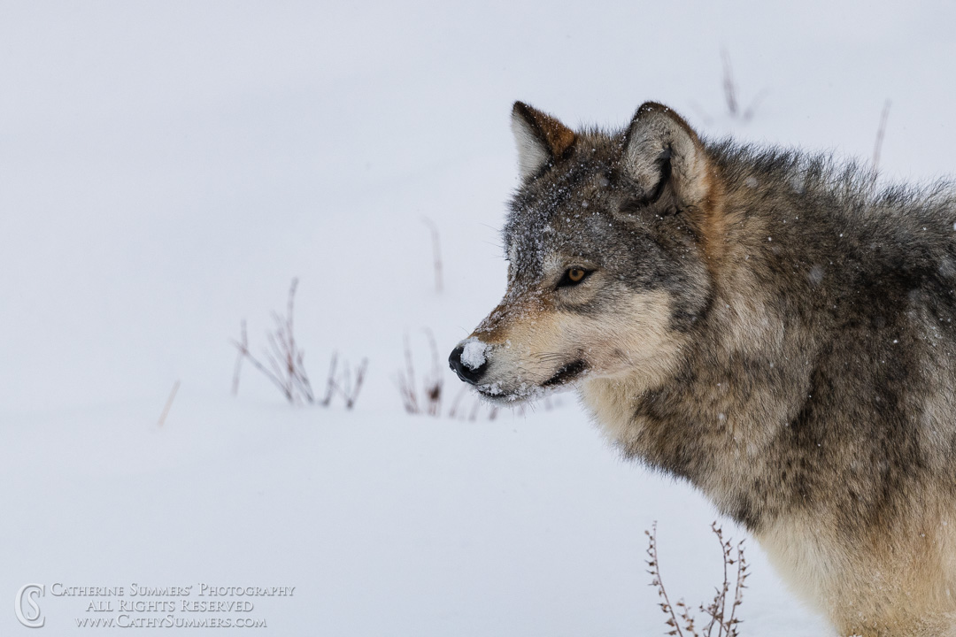 Timber Wolf on Road - Lamar Valley