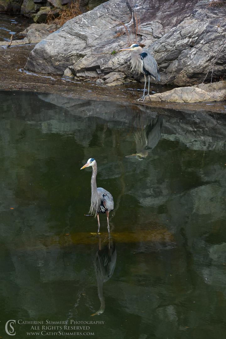 Great Blue Herons and Reflections in the C&O Canal on a Winter Afternoon