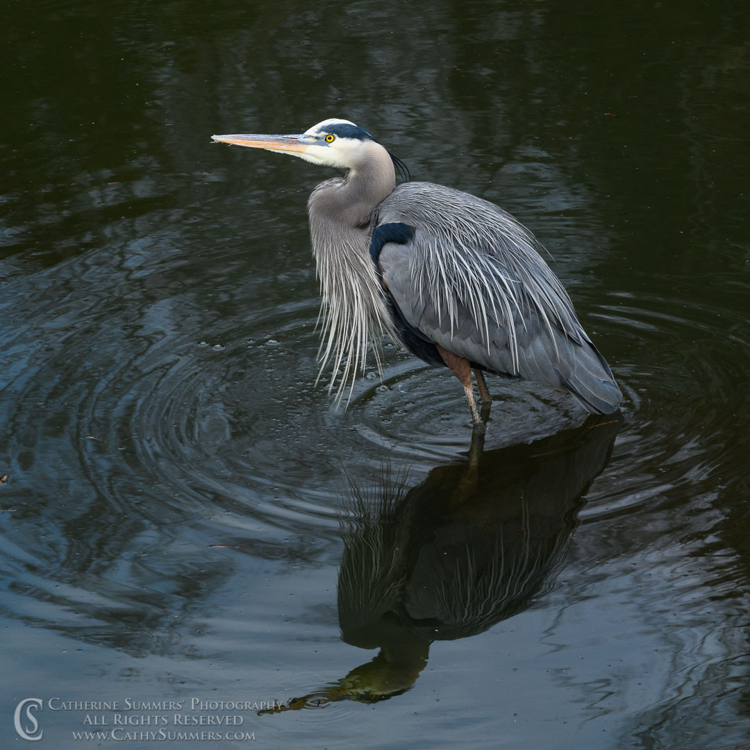 Great Blue Heron and Reflection in the C&O Canal on a Winter Afternoon