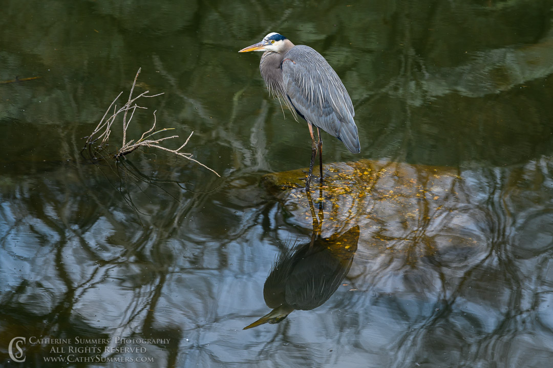 Great Blue Heron and Reflection in the C&O Canal on a Winter Afternoon