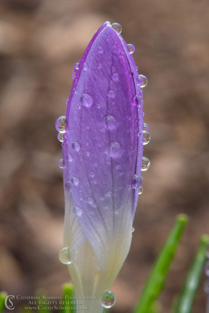 Ready to Bloom - Raindrops on Purple Crocus 