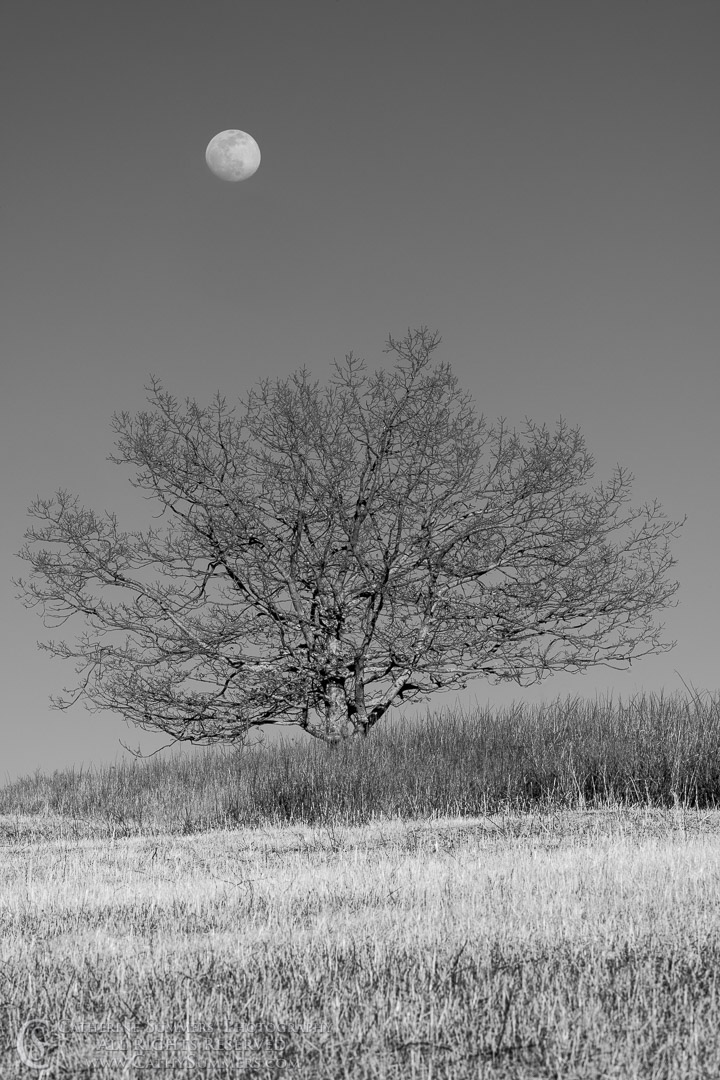 Waxing Moon Rises Over a Tree at Big Meadows Near Sunset on a Winter Day