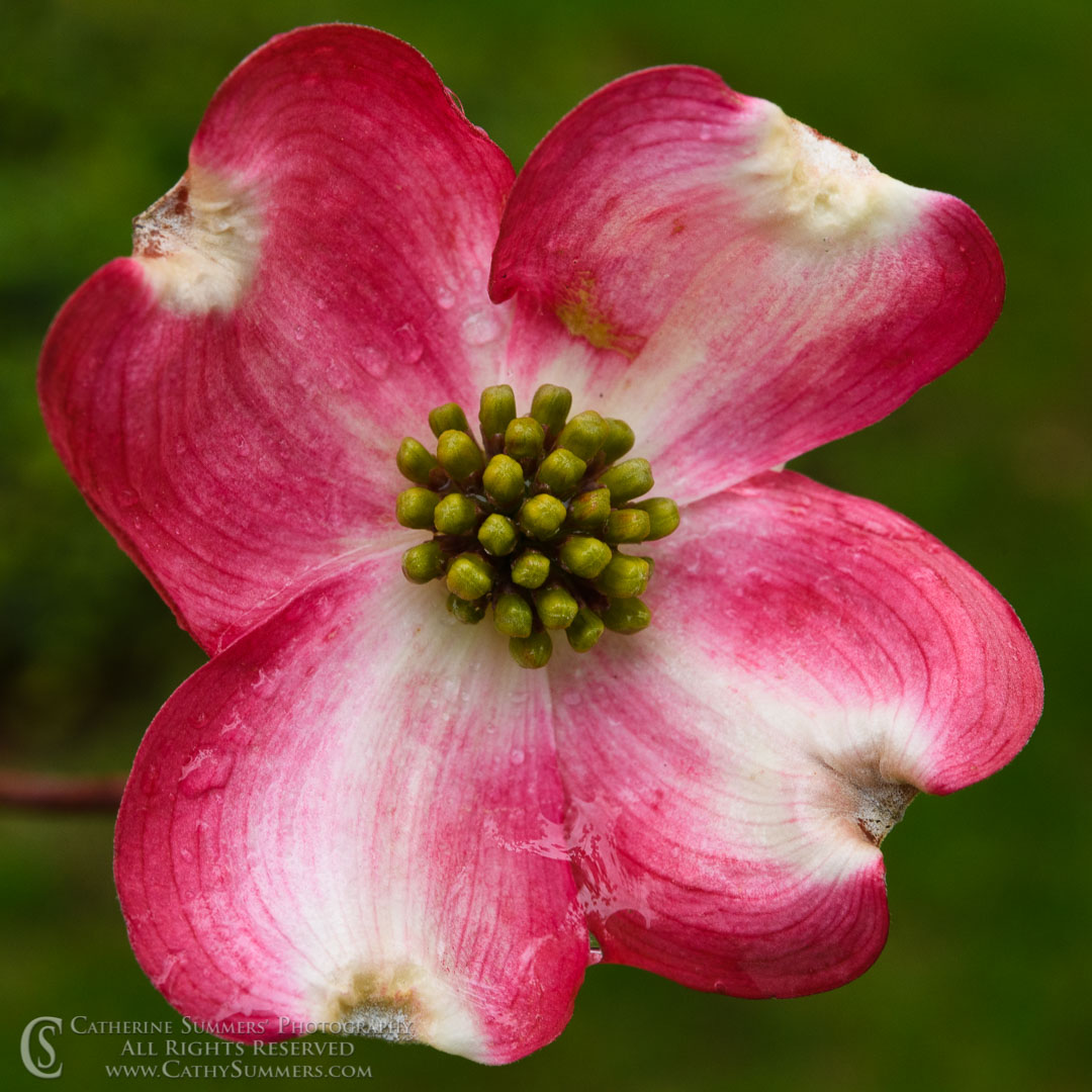 Pink Dogwood Flower in the Rain