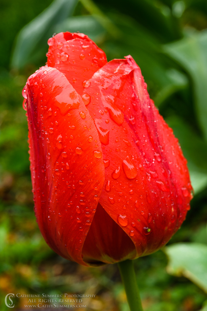 Red Tulip in the Rain