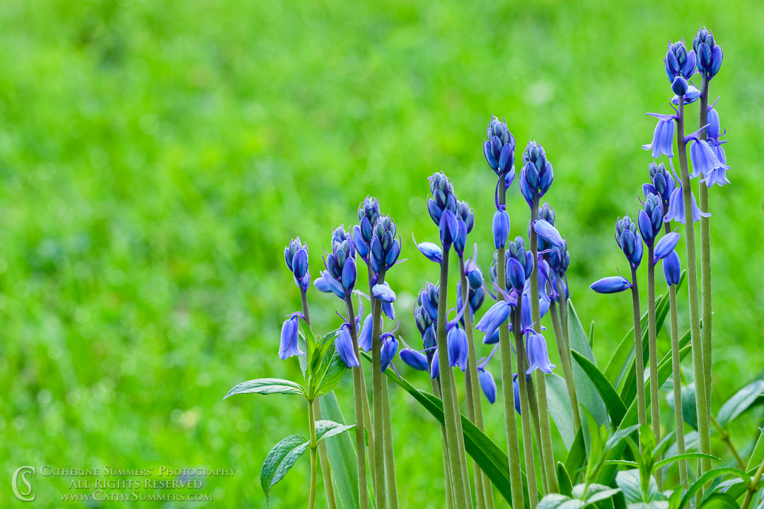 Flowers at 500 - Spanish Bluebells Taken with a 500mm Lens