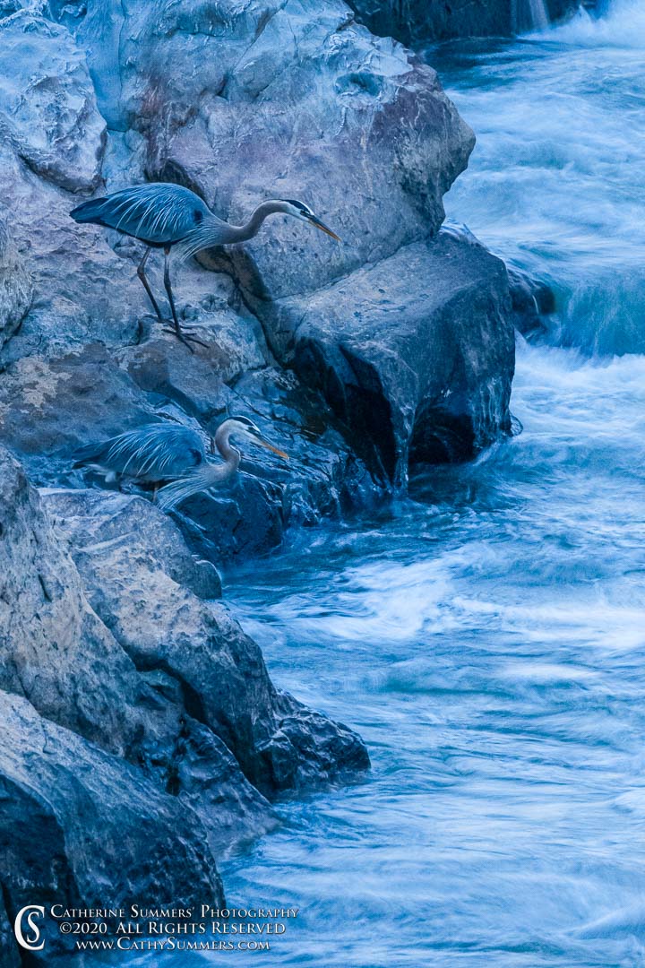Two Herons Fishing at Twilight