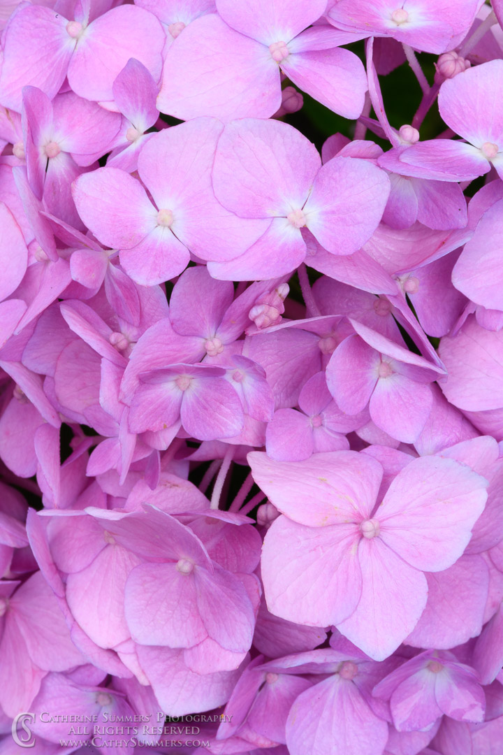 Hydrangea Macro - pink