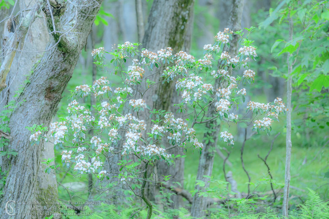 20200703_100: horizontal, flowers, spring, Shenandoah National Park, mountain laurel