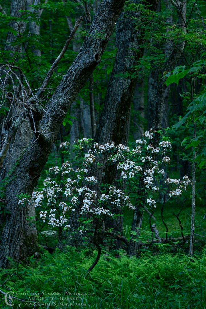 20200703_101: vertical, flowers, spring, Shenandoah National Park, mountain laurel