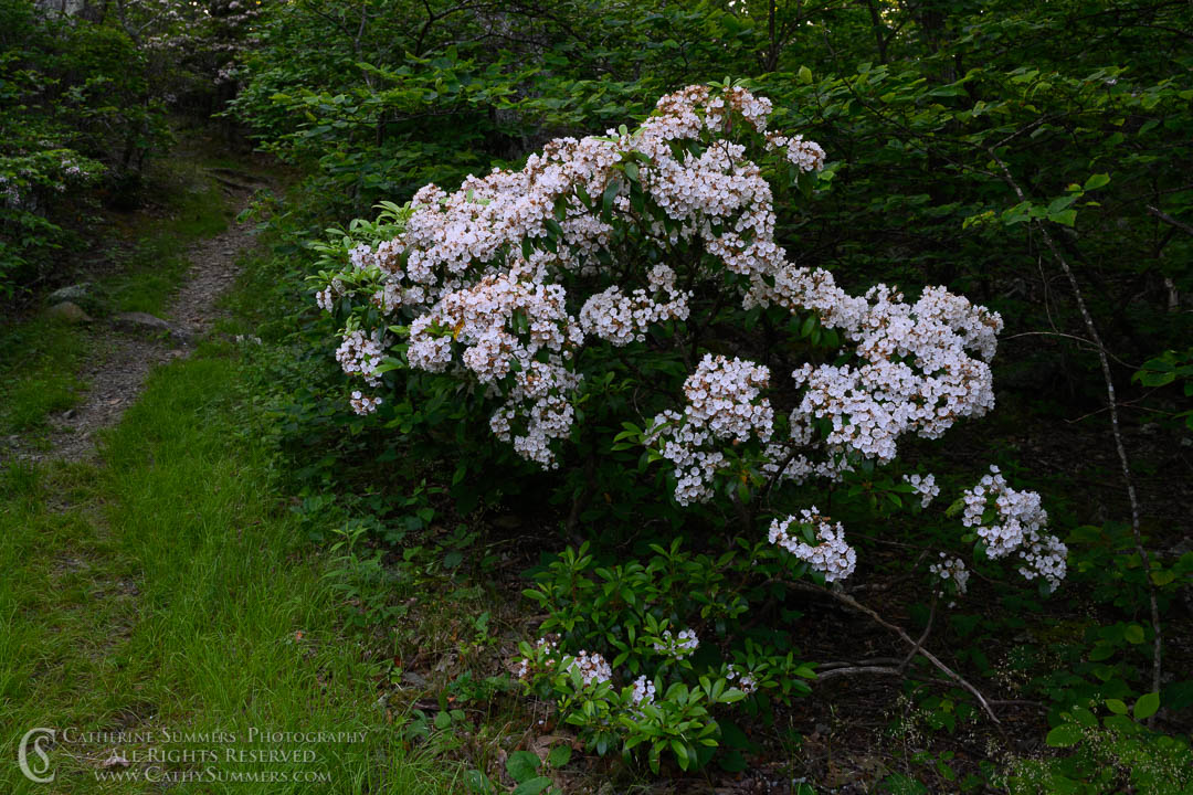 20200703_104: horizontal, flowers, spring, Shenandoah National Park, mountain laurel
