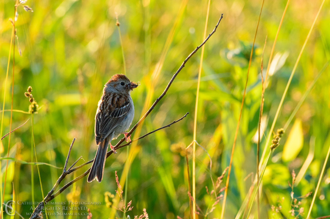 Sparrow with an Evening Snack at Big Meadows