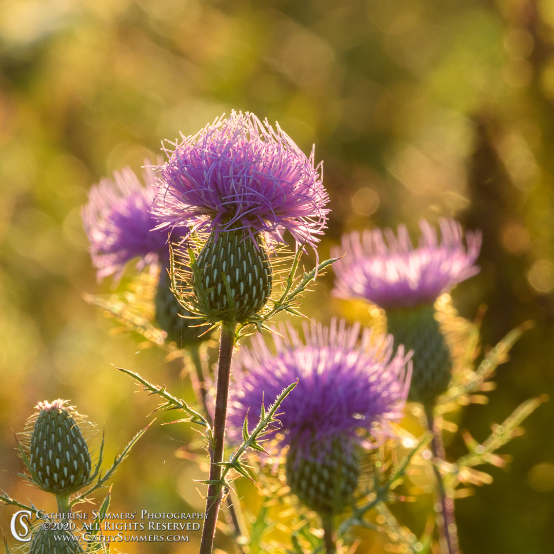 Backlit Thistle on a Summer Evening