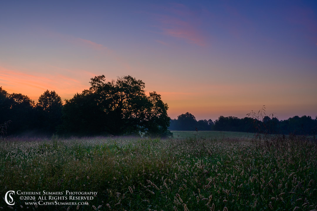 20200907_007: horizontal, grass, dawn, Millington, sunrise, dew, mist