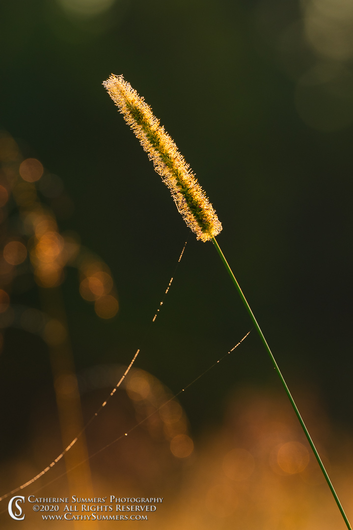 Dew Covered Grass at Sunrise