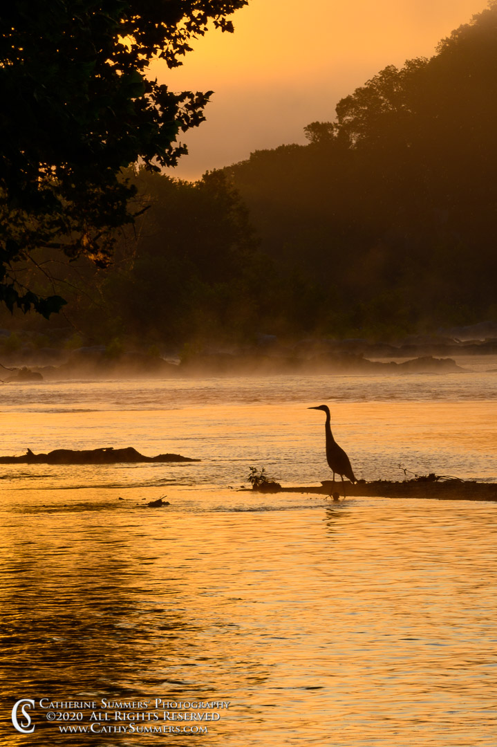 Heron on the Potomac River at Sunrise