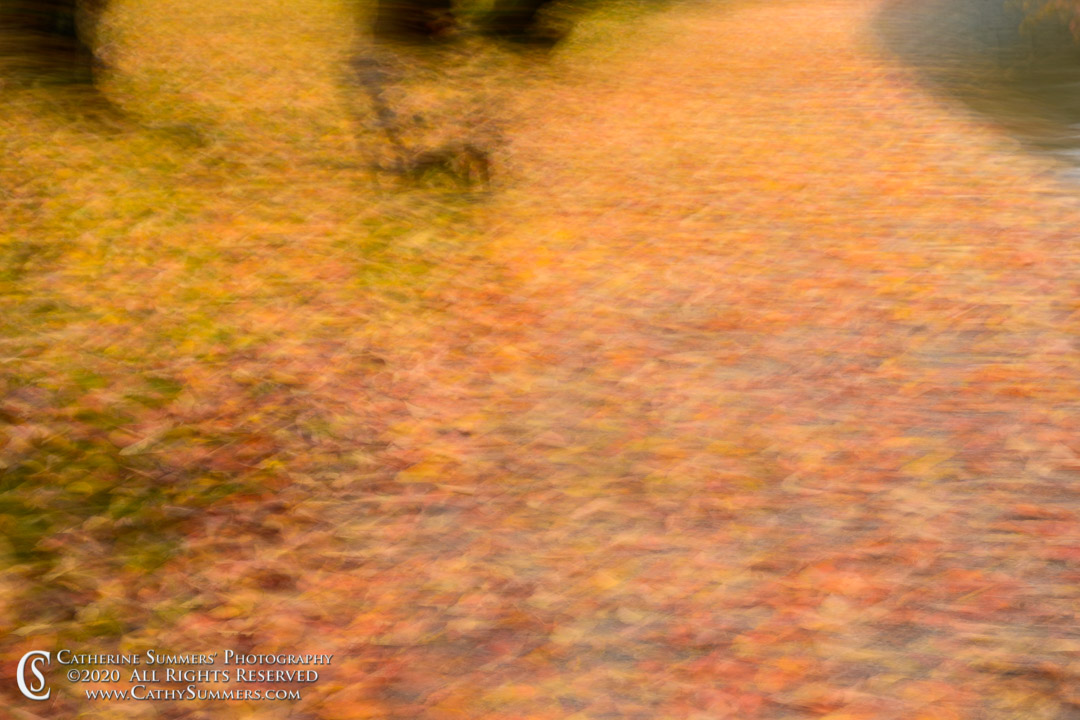 Not Quite Intentional Camera Movement on a Rainy Autumn Day at the Tidal Basin