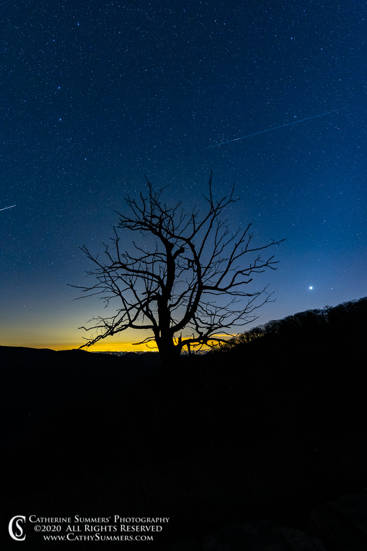 Meteorite and Silhouetted Tree Before Dawn on Skyline Drive