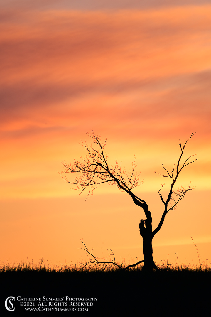 Bare Tree Silhouetted against a Winter Sunset at Big Meadows