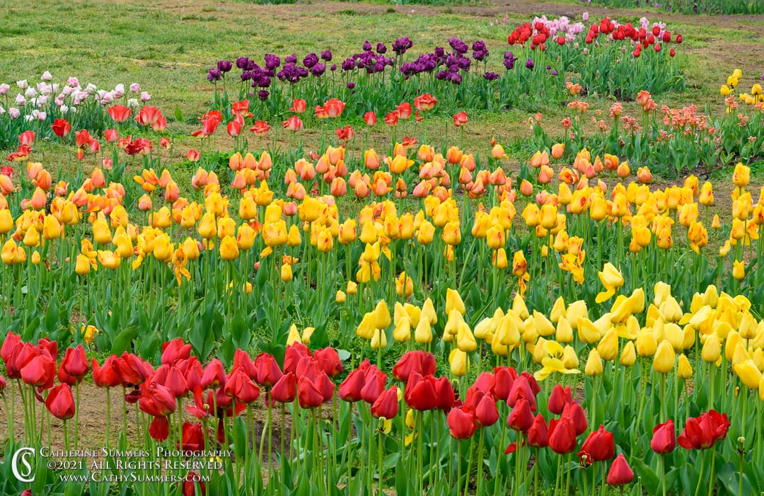 Layers of Color, Tulips in the Floral Library at the Tidal Basin in Washington, DC