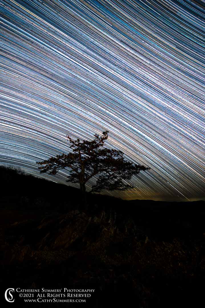 Star Trails Over the Ravens' Roost Pine Tree on an April Night - Composite of ~ 400 individual photos