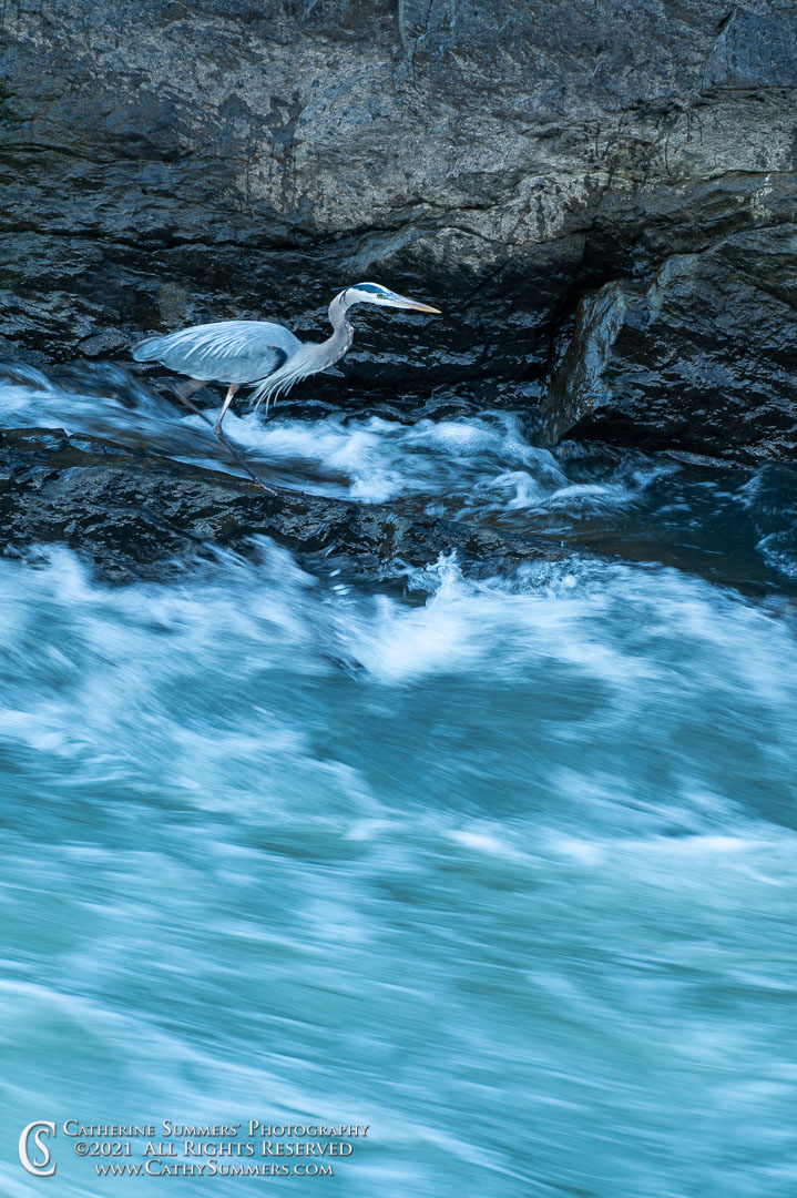 Heron Looking for Dinner on a Spring Evening at Great Falls National Park