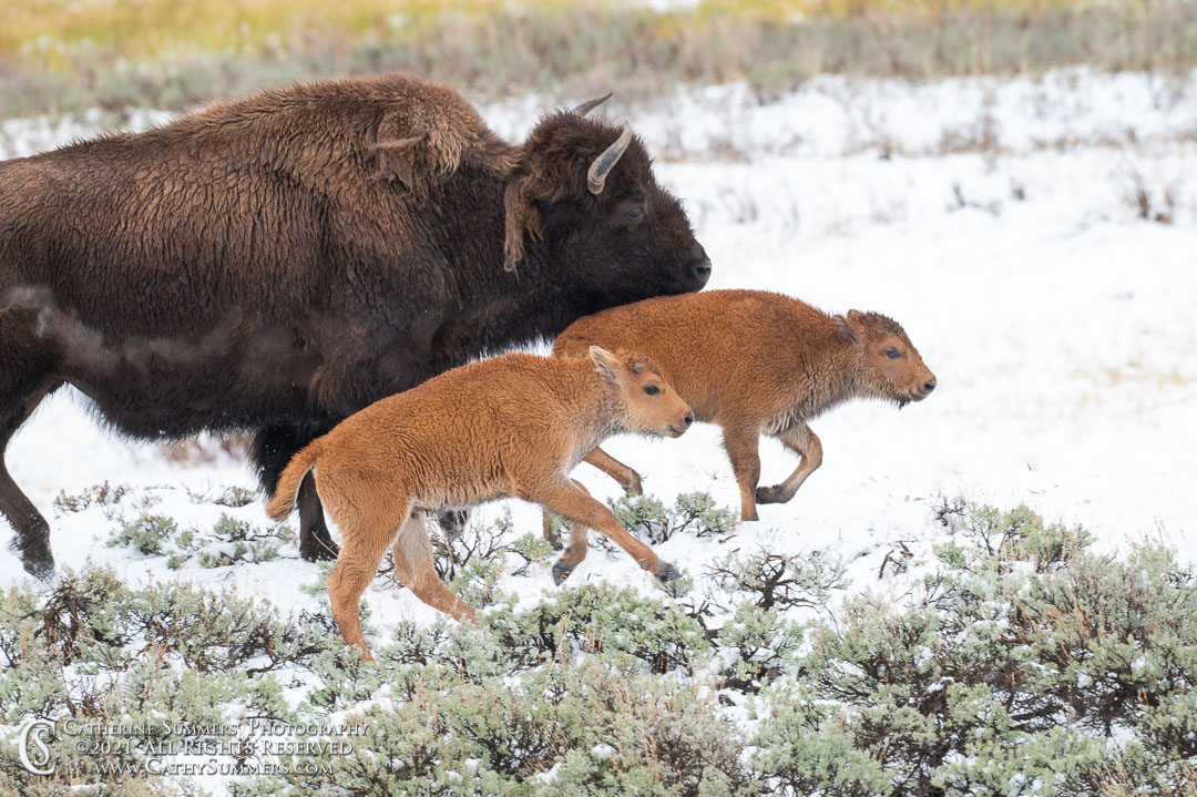 Red Dogs (Bison Calves) and Bison Cow on the Move in Yellowstone National Park on a Snowy Spring Day.