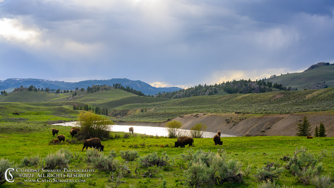 Bison Grazing Along a Bluff Above the Lamar River in the Late Afternoon as the Sun Breaks Through the Clouds