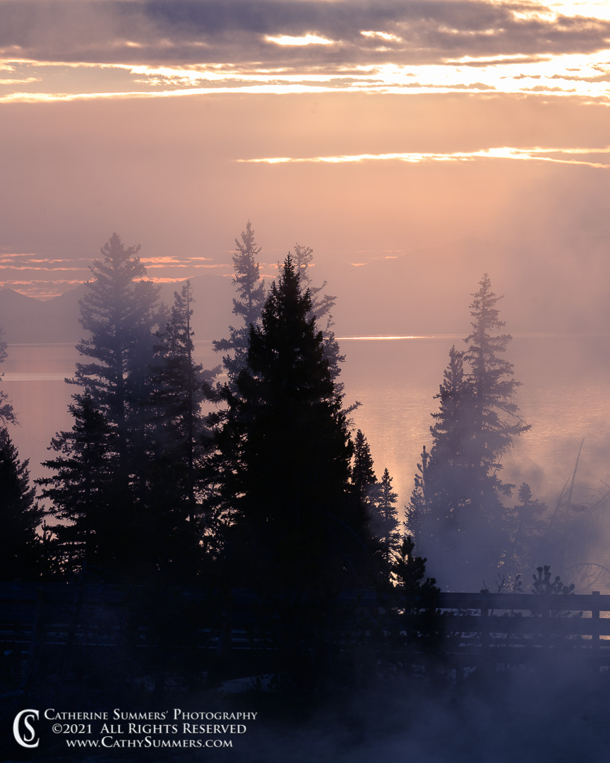 Sunlight and Mist in the Trees at the West Thumb Geyser Basin as the Sun Rises