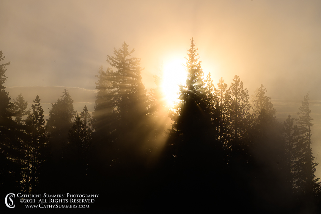 Sunlight and Mist in the Trees at the West Thumb Geyser Basin as the Sun Rises