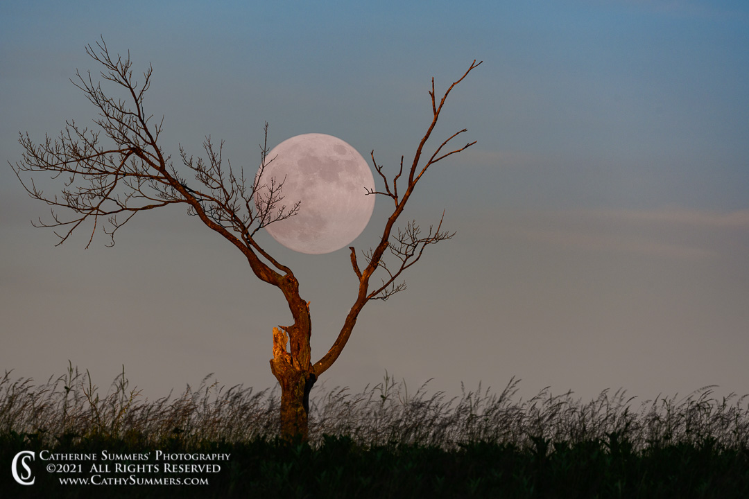The Starwberry Moon at Sunrise in Big Meadows as the Moon Slips into the Haze Before Setting