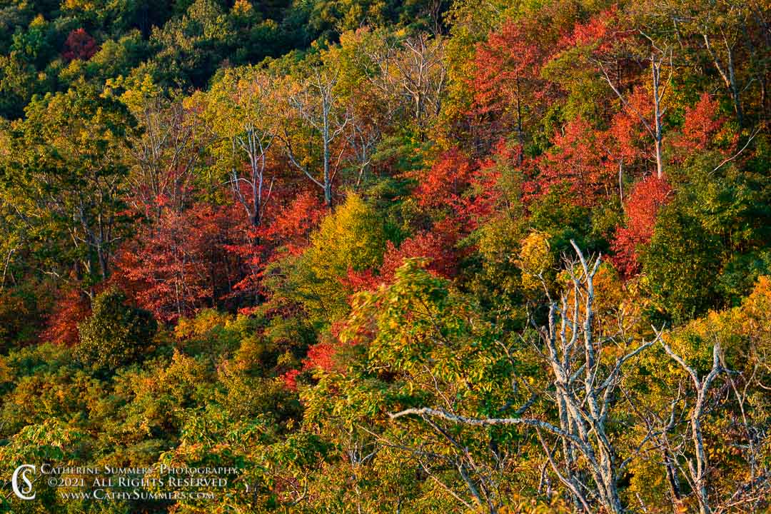 Autumn Colors in Shenandoah National Park - Intentional Camera Movement - Spin